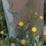 Fotografia 9 da espécie Cotula lineariloba do Jardim Botânico UTAD