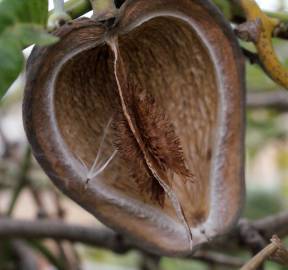 Fotografia da espécie Araujia sericifera