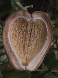 Fotografia da espécie Araujia sericifera