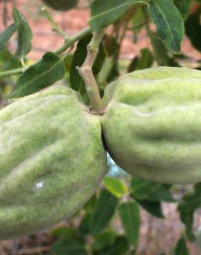 Fotografia 17 da espécie Araujia sericifera no Jardim Botânico UTAD