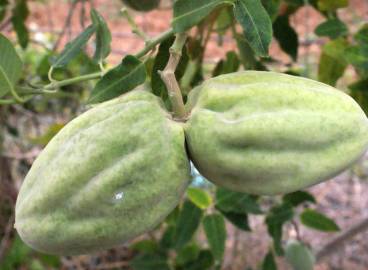 Fotografia da espécie Araujia sericifera