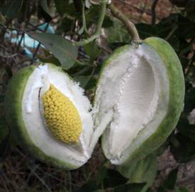 Fotografia da espécie Araujia sericifera