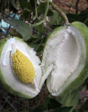 Fotografia 18 da espécie Araujia sericifera no Jardim Botânico UTAD