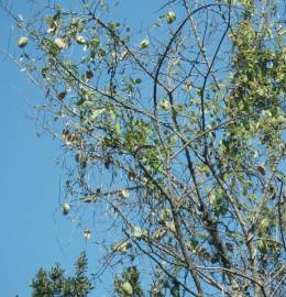 Fotografia da espécie Araujia sericifera