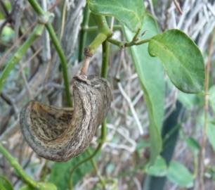 Fotografia da espécie Araujia sericifera