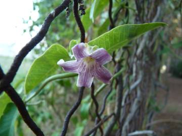 Fotografia da espécie Araujia sericifera