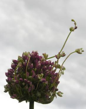 Fotografia 15 da espécie Allium ampeloprasum no Jardim Botânico UTAD