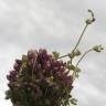 Fotografia 15 da espécie Allium ampeloprasum do Jardim Botânico UTAD