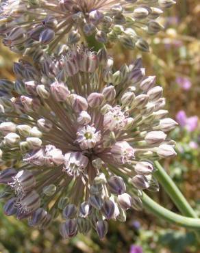 Fotografia 17 da espécie Allium ampeloprasum no Jardim Botânico UTAD