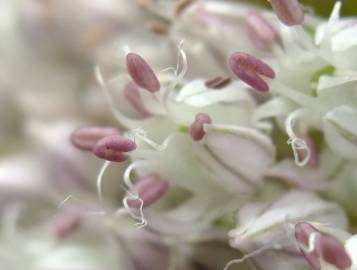 Fotografia da espécie Allium ampeloprasum