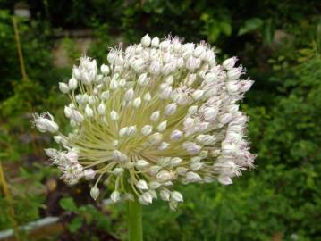 Fotografia da espécie Allium ampeloprasum