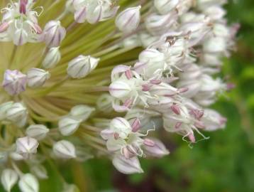 Fotografia da espécie Allium ampeloprasum