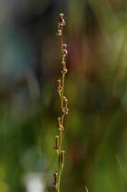 Fotografia da espécie Triglochin palustris