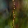 Fotografia 6 da espécie Triglochin palustris do Jardim Botânico UTAD