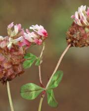 Fotografia da espécie Trifolium physodes