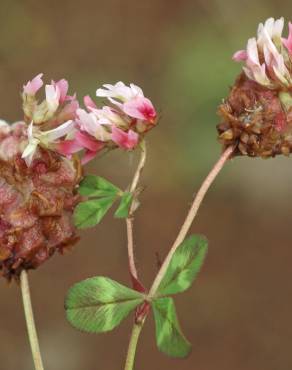 Fotografia 1 da espécie Trifolium physodes no Jardim Botânico UTAD