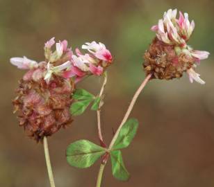 Fotografia da espécie Trifolium physodes