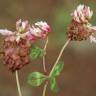 Fotografia 1 da espécie Trifolium physodes do Jardim Botânico UTAD