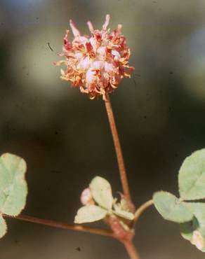 Fotografia 3 da espécie Trifolium physodes no Jardim Botânico UTAD