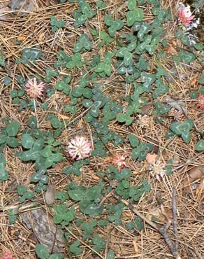 Fotografia 4 da espécie Trifolium physodes no Jardim Botânico UTAD