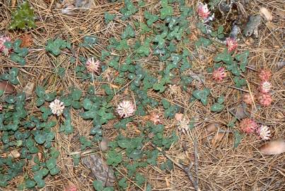 Fotografia da espécie Trifolium physodes