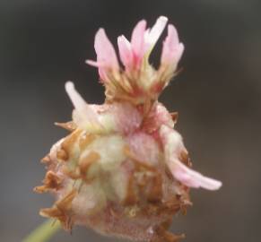 Fotografia da espécie Trifolium physodes