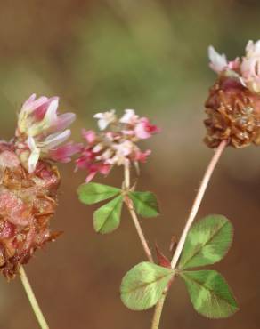 Fotografia 7 da espécie Trifolium physodes no Jardim Botânico UTAD