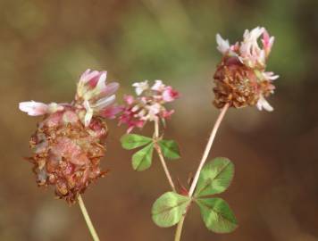 Fotografia da espécie Trifolium physodes