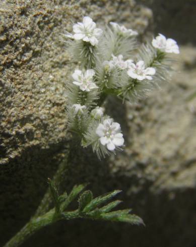 Fotografia de capa Torilis leptophylla - do Jardim Botânico