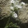 Fotografia 1 da espécie Torilis leptophylla do Jardim Botânico UTAD