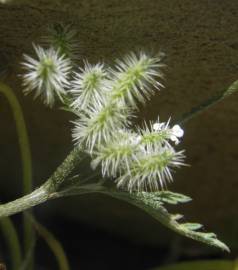 Fotografia da espécie Torilis leptophylla