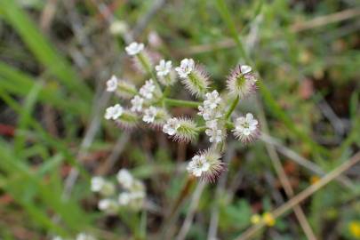 Fotografia da espécie Torilis leptophylla