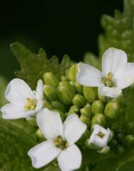 Alliaria petiolata