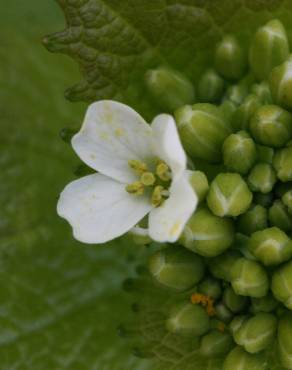 Fotografia 33 da espécie Alliaria petiolata no Jardim Botânico UTAD
