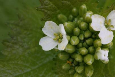 Fotografia da espécie Alliaria petiolata