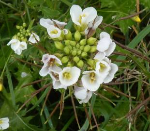 Fotografia da espécie Alliaria petiolata