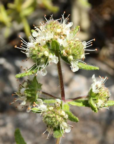 Fotografia de capa Teucrium haenseleri - do Jardim Botânico