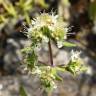 Fotografia 1 da espécie Teucrium haenseleri do Jardim Botânico UTAD