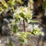 Fotografia 1 da espécie Teucrium haenseleri do Jardim Botânico UTAD