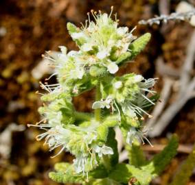 Fotografia da espécie Teucrium haenseleri