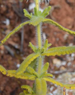 Fotografia 3 da espécie Teucrium haenseleri no Jardim Botânico UTAD