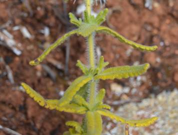 Fotografia da espécie Teucrium haenseleri