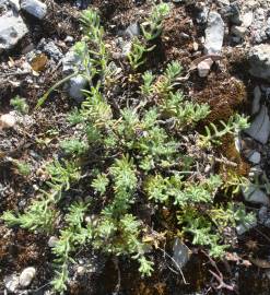 Fotografia da espécie Teucrium haenseleri