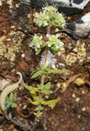 Fotografia da espécie Teucrium haenseleri