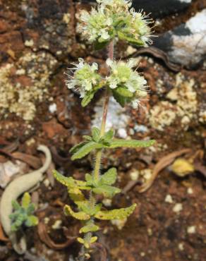 Fotografia 5 da espécie Teucrium haenseleri no Jardim Botânico UTAD