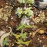 Fotografia 5 da espécie Teucrium haenseleri do Jardim Botânico UTAD