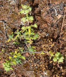 Fotografia da espécie Teucrium haenseleri