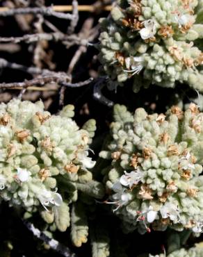 Fotografia 3 da espécie Teucrium vicentinum no Jardim Botânico UTAD