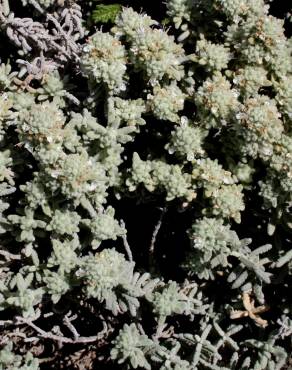 Fotografia 4 da espécie Teucrium vicentinum no Jardim Botânico UTAD