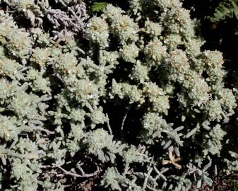 Fotografia da espécie Teucrium vicentinum